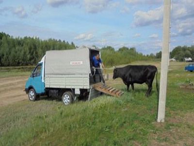 перевозка скота